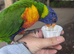 All parrots and birds welcome