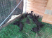 Beautiful Cayuga ducklings for sale.