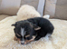 Beautiful little pom terriers puppy