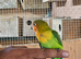 Love birds