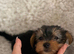Yorkshire Terrier boys