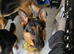 Germanshepard