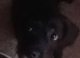 Female 2 year old mixed breed