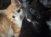 Three males looking for there forever home