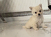 Teacup miniature