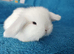 Baby mini lops for sale