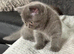 Female British shorthair kitten