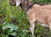 Goats for sale