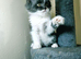 Maine coon