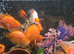 Various blood parrot cichlids
