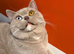 Stunning Lilac British Shorthair Boy with Odd Eyes - 15 Months - Neutered