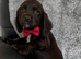 cocker spaniel puppies chocolate&tan