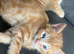 Ginger female