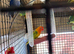 Breeding pairs lovebirds