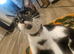 Male cat