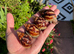 Giant African Snails for sale!