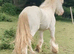 Cremello hermits bred colt