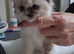 READY NOW GCCF registered Ragdoll kittens