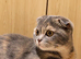 Scottish fold kittens