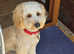 F1b cockapoo for stud