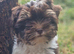 Biro yorkshire terrier