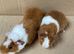 Baby Male Teddy Guinea Pigs