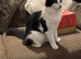 Murphy - Male, 3 , Neautered