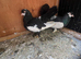 Hi nice and healthy and good quality pigeon
