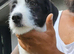 Meet PANDA - a Superb Young Boy for a Loving Home