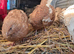 10 Jambo Quails (Male)