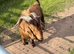 BOER GOAT