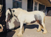 Cute little cob filly