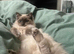 Stunning lilac point female ragdoll