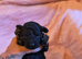Gorgeous Toy Poodle Pups