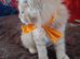Selling 2 kittens