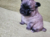 Beautiful Pomchi puppys