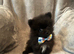 Pomeranian puppies
