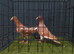 Muleman pigeon pair
