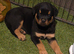Two 8 week old rotties
