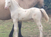 WELSH SECTION D CREMELLO COLT