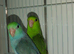 Baby parrotlets