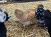 Bantams - pekins, silkies and Polands