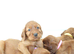 Quality Irish Setter puppies