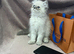 READY NOW Fully vaccinated“Louis”, Persian kitten