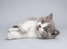 Full Britishshort kittens olny 1 boy ready now