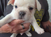 French Bulldog puppies