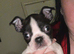 4 little Boston terrier boys