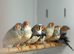 Zebra finches