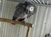 Female African grey Glasgow