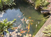 Pond Fish Job lot
